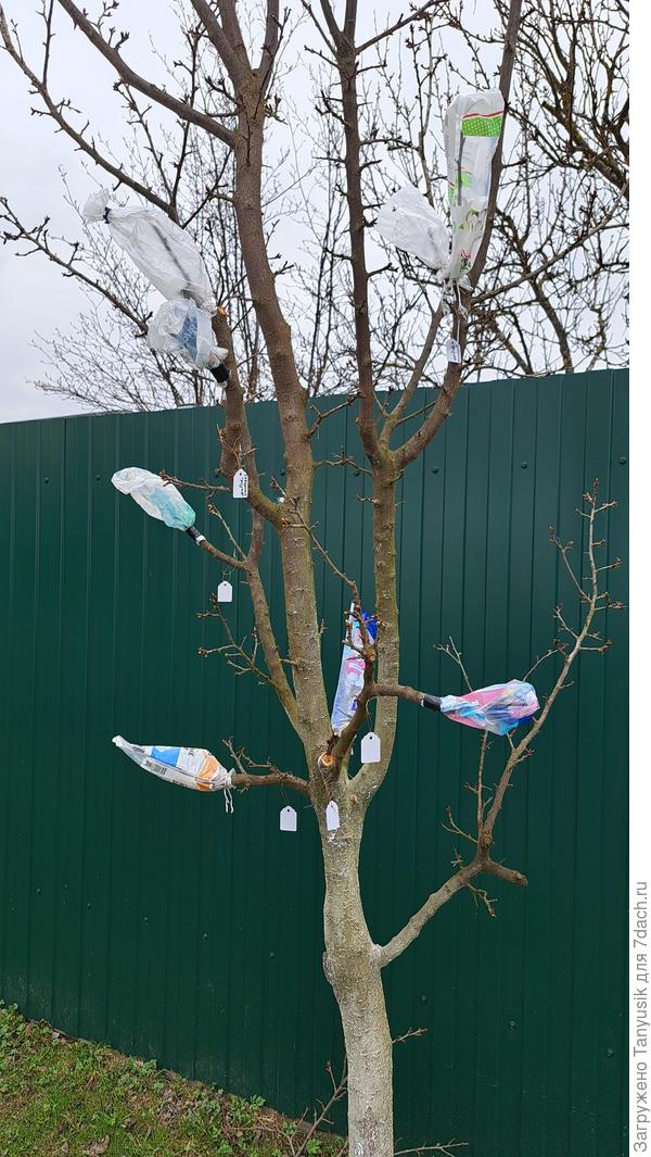 Слива желтая. 8 прививок