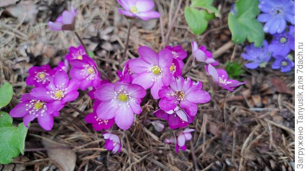 Розовая печеночница распустилась последняя