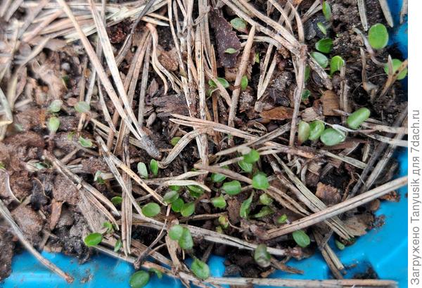 А это детки от брака синей и розовой, посеяные в позапрошлом году