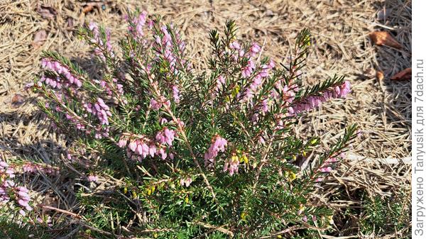 Эрика Винтер Бьюти