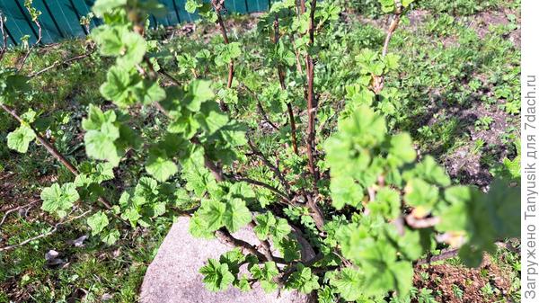 На смородине листики развернулись