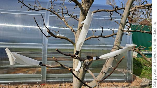 Трубочки из кальки. Снизу примотаны изолентой. Мверху загнуты и скреплены степлером. При необходимости заглянуть внутрь верхушеу обрежу и можно потом лпять чуток загнуть. А может вообще сниму через 2 недели, как советует Андрей.