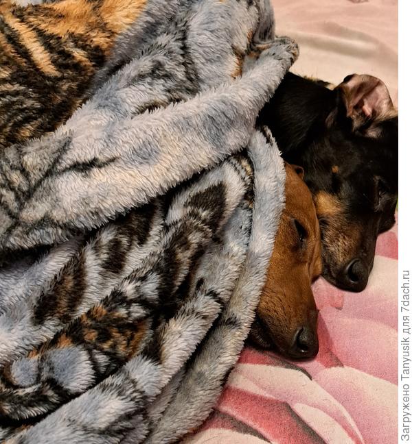 Ори и Веся дрыхнут в кроватке-))