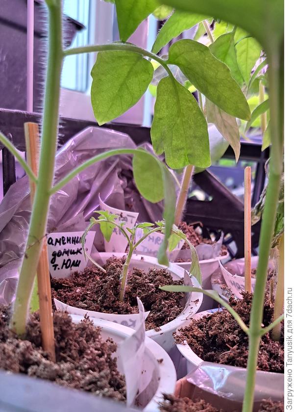 Каменный домик, у которого долго был только один семядольный листик, потихоньку растет. Сильно отстает от своих монструозных товарищей