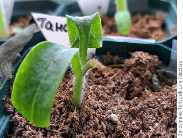 А это гном Танагер, у которого долго были только семядоли. Сейчас между ними что-то вылезло.