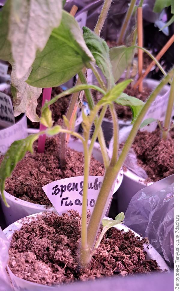 Завершковавшийся Брендивайн выдал пасынок от семядолей. Может удалить основной стебель?