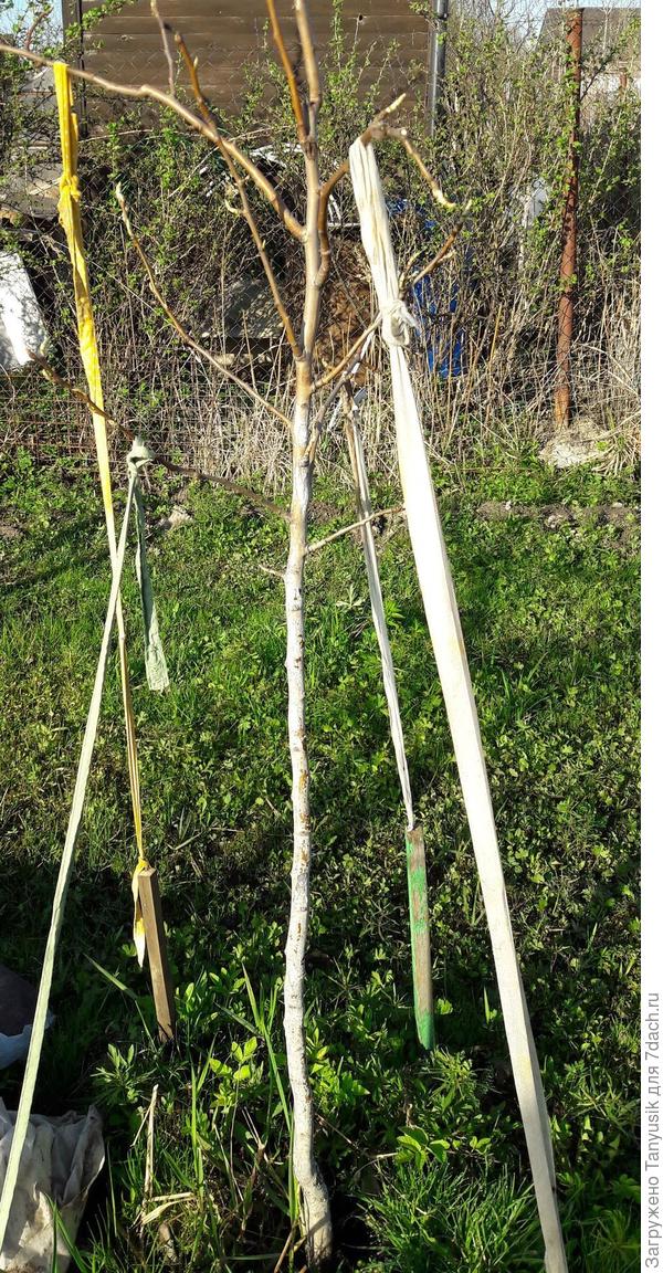 Я свою грушу вот так оттягивала