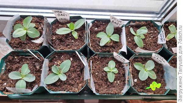 Через 4 дня моим будет 4 месяца