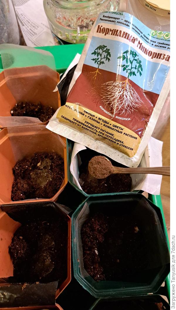 20 марта. В грунт добавляю маленькую ложечку порошка в каждый стаканчик для рассады.