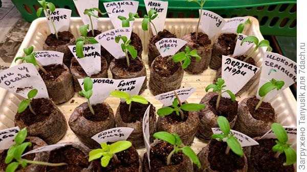 Рассада гномов.