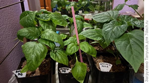 Видно, насколько Вондер ред меньше соседа. Остальные перцы такие же, как эта Леся.