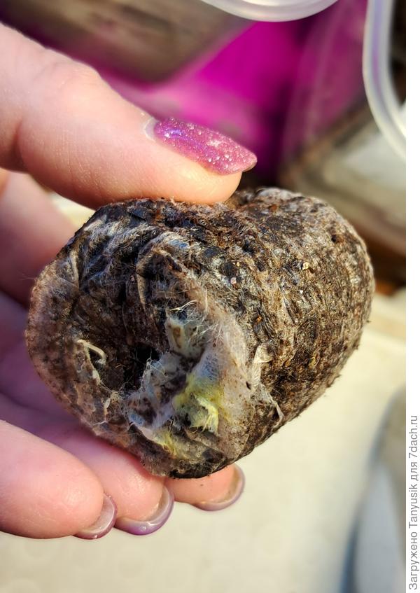 &quot;Грибница&quot; на корнях Вондер Ред