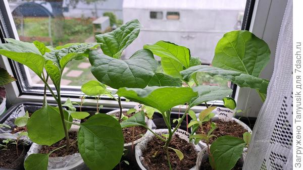 Не привитые