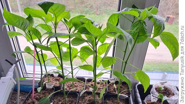 Эти без лампы, на подоконнике. Поэтому вытянутые