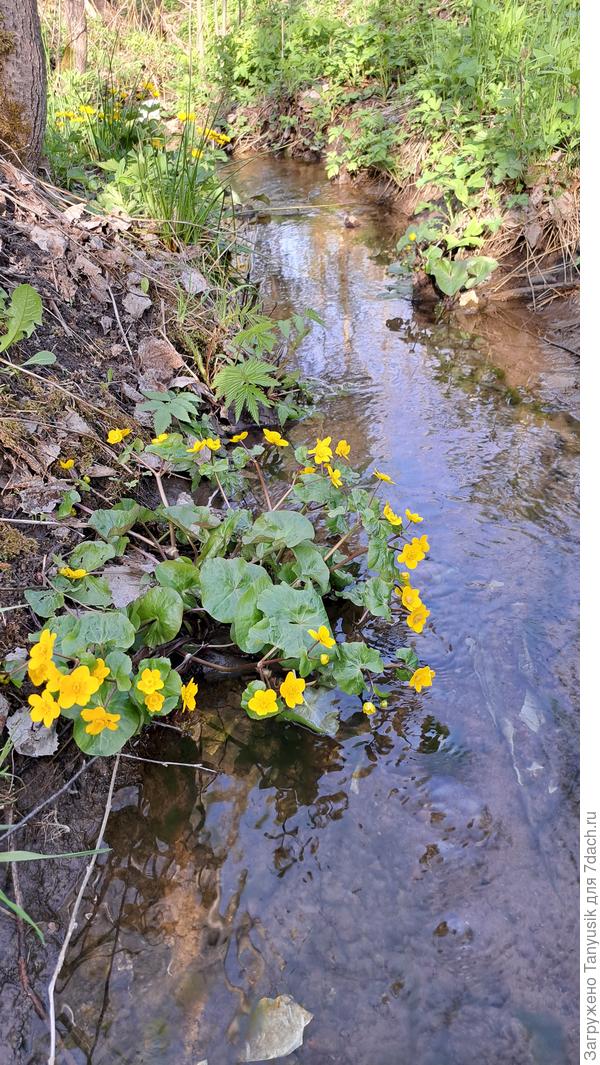 Ручей в лесу