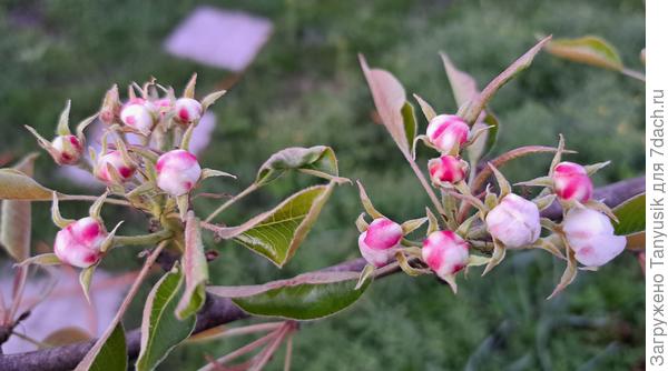 Вот какие красивые бутоны у груши!