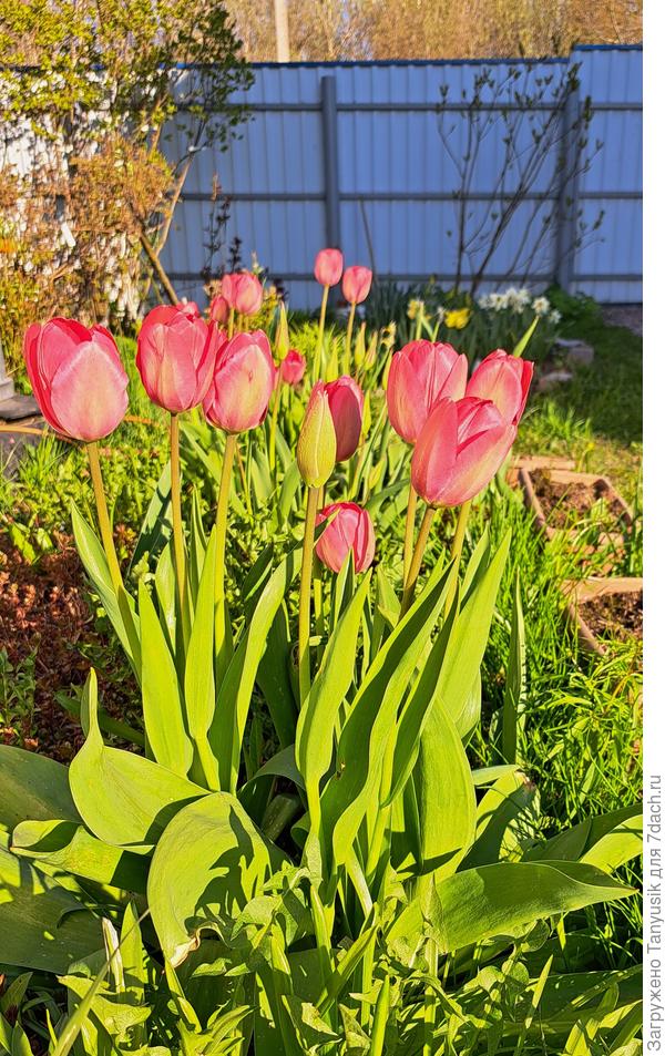 Первые тюльпаны