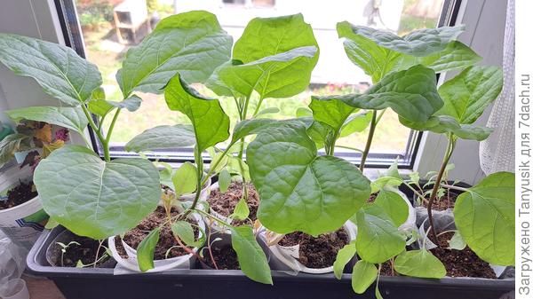 Мои не привитые в стаканчиках из-под сметаны 0,35 л