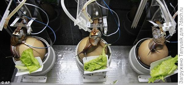 Ахатины на работе