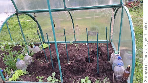 Подготовила ямки на 1/4 площади. Расстояние между палками 45 см. Перцы друг другу не мешают, ничего не обламывается.