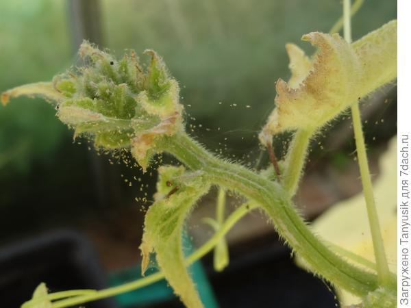 Паутинный клещ