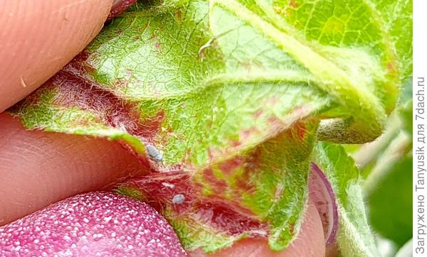 Я на своей тоже обнаружила. Тестирую сейчас препарат Кортлис.