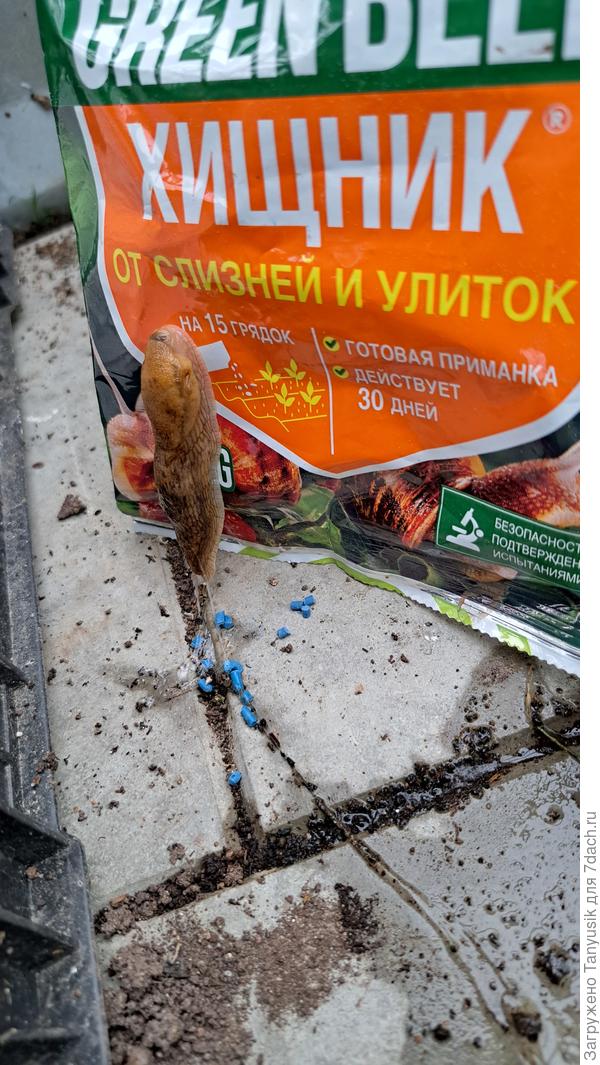 Решил ползти по нему