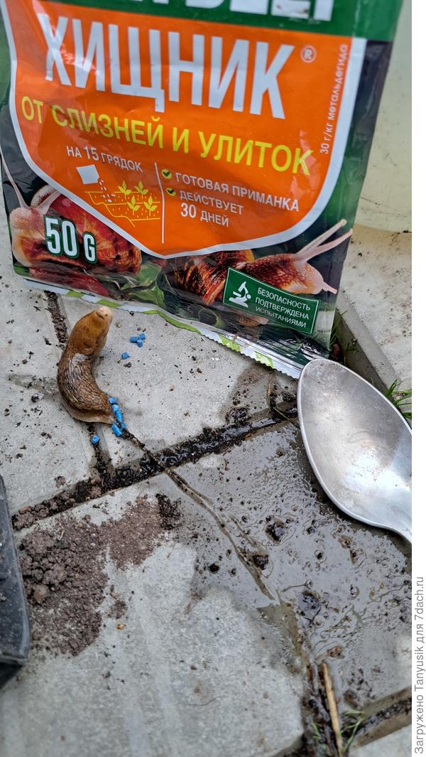 Поднял бошку, изучает пакетик