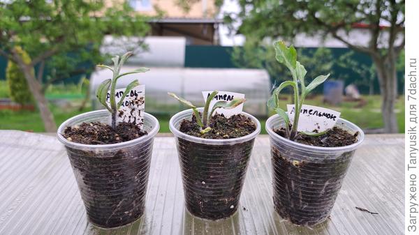 Сорт Ампельмон