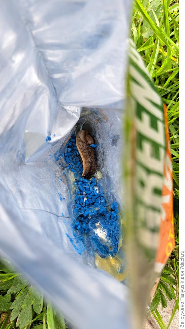 Слизи напустил...