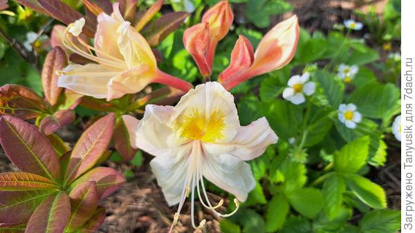 Силвер Слиппер. Первое цветение