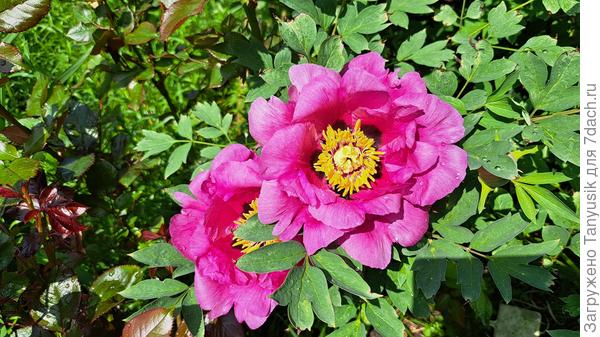 Открываются Врата храма https://7dach.ru/Tanyusik/pion-roka-vrata-hrama-kogda-on-cvetet-serdce-zamiraet-291664.html