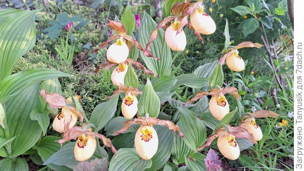 Башмачки Виктория