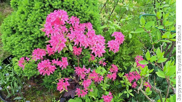 Эта тоже. Цветет так, что листьев не видно. Ароматная! Может кто знает название?