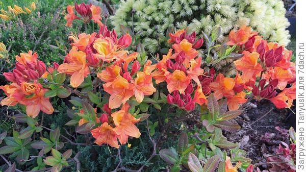 Азалия без названия