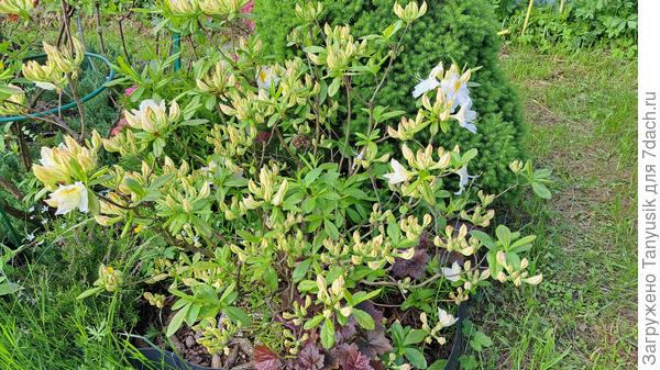 На подходе Шниеголд https://7dach.ru/Tanyusik/azaliya-shniegold-velikolepnaya-zhemchuzhina-v-moem-sadu-312961.html