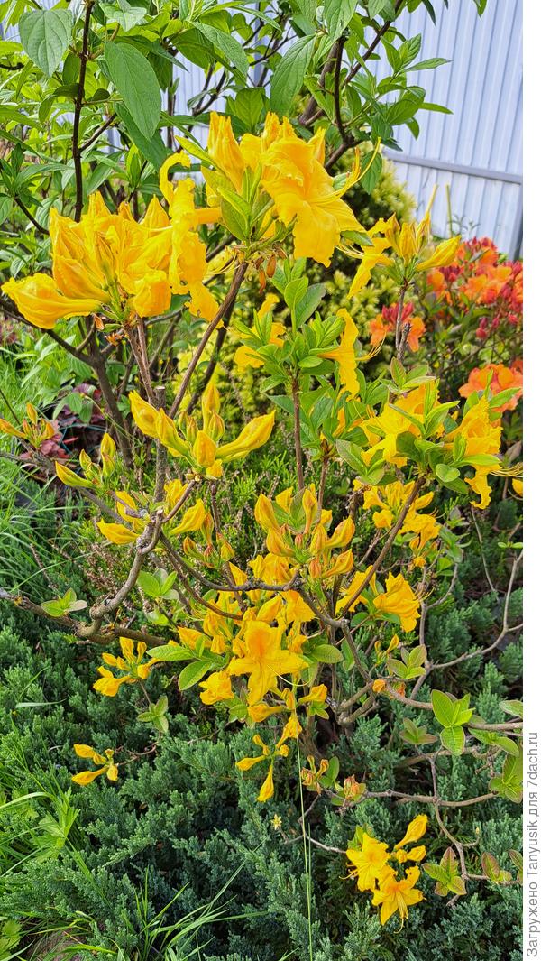 Зацветает Нэнси Ватерер https://7dach.ru/Tanyusik/solnechnaya-azaliya-nancy-waterer-291902.html