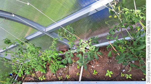 В теплице цветут