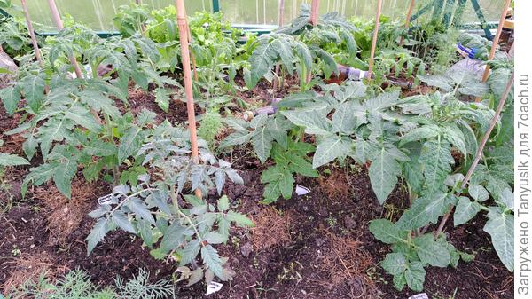 В парнике жируют