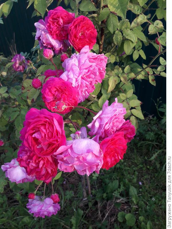 Супер дороти