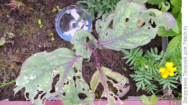 Будет ли толк от такой капусты?