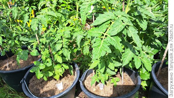 Эми из Огайо