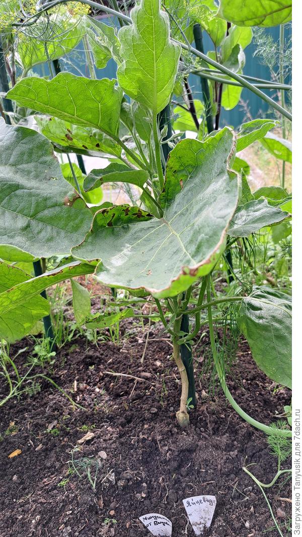 Зато хорошо стала видна разница между привитыми и непривитыми. Это привитый Яйцевидный на Минусинский