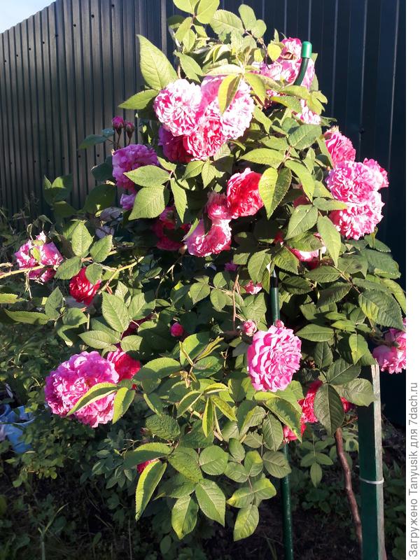 Кому пришло в голову сделать эту розу подвоем?