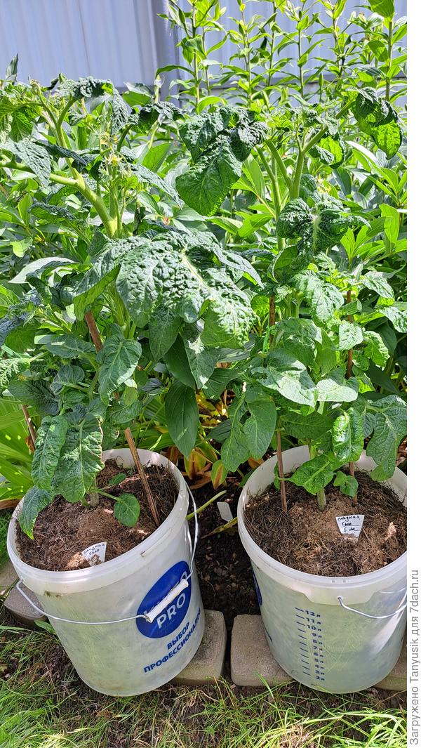 Сладкая Сью