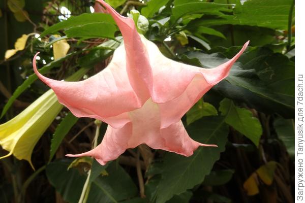 Бругмансия на Крите