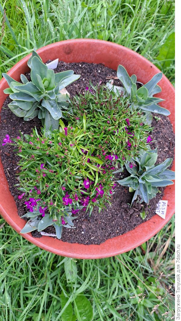 С мая совсем не выросли. Даже лобелия нормально не цветет