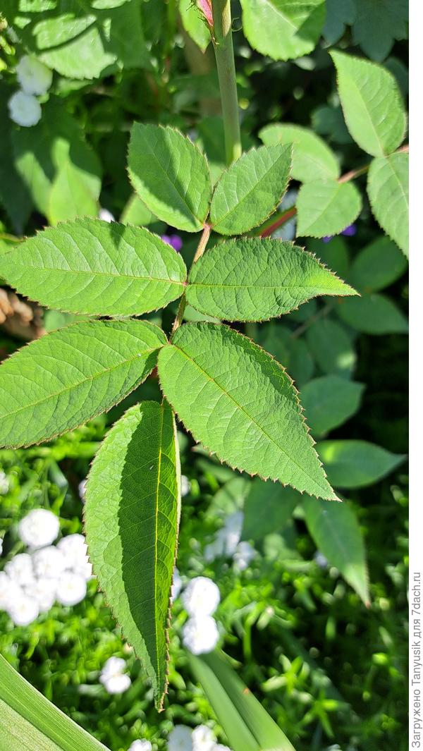 У подвоя листья с 7 листовыми пластинками