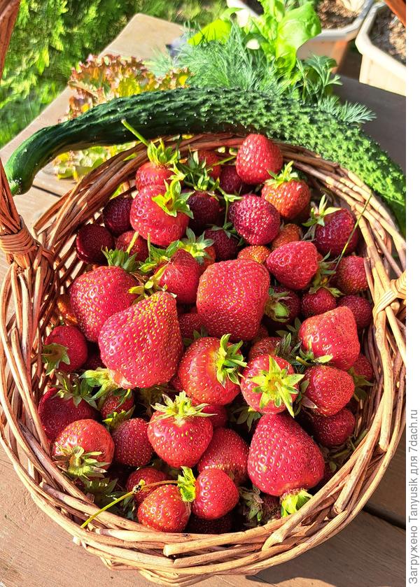 Собран первый урожай!