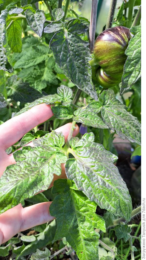 Восторг Диппера